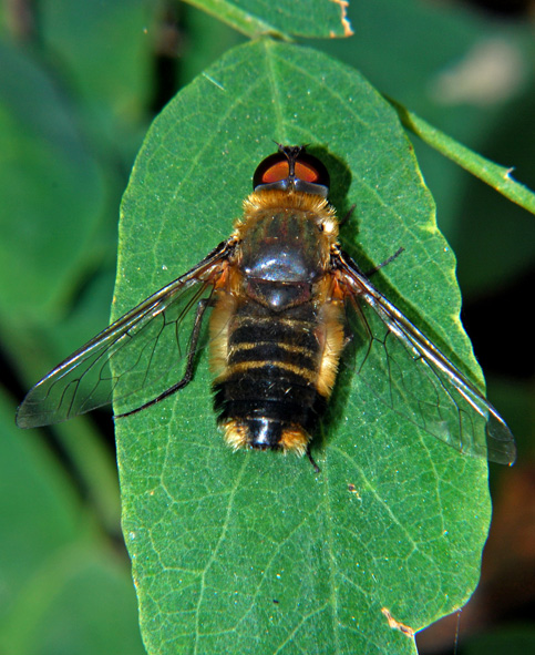 Villa sp. (Bombyliidae).